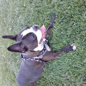 Meet your Posher, Morgan